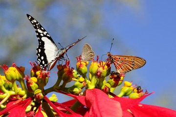 Imagen de mariposas tomando néctar