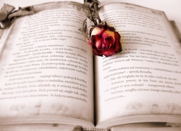 Un libro abierto y un capullo de rosa roja en el centro