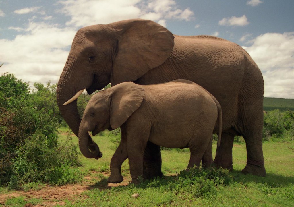 La imagen muestra dos elefantes.