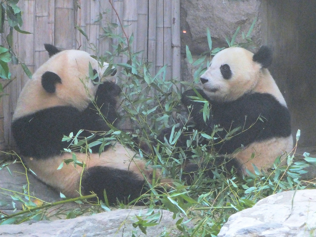 La imagen muestra dos pandas.