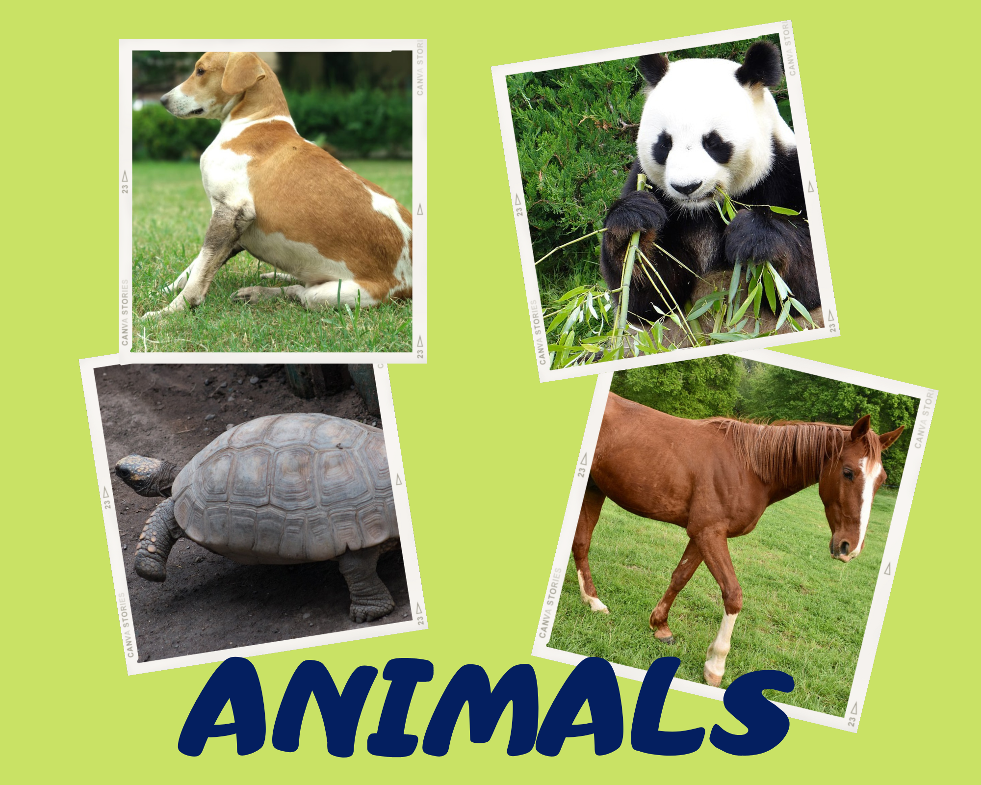 La imagen muestra varios animales.