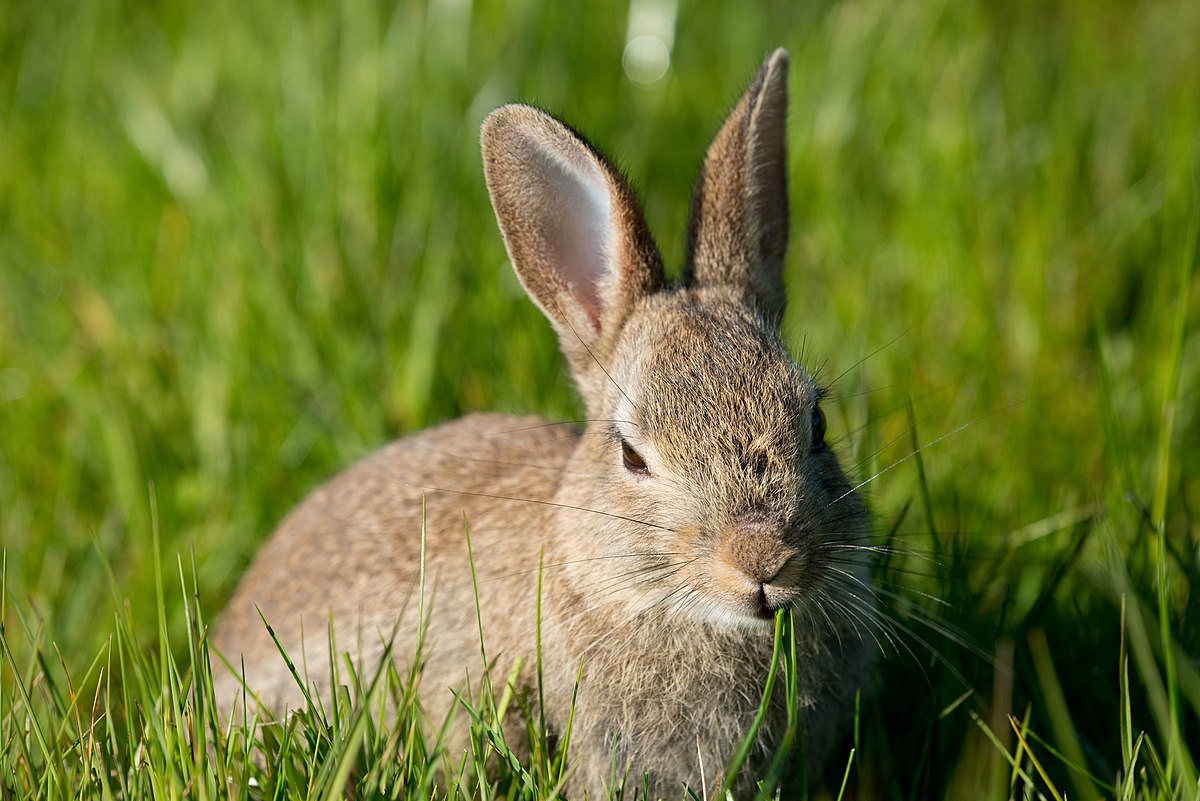La imagen muestra un conejo
