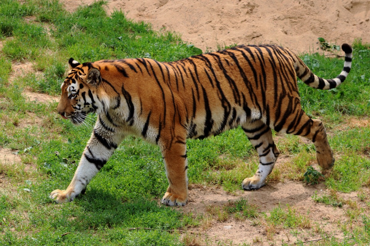 La imagen muestra un tigre.