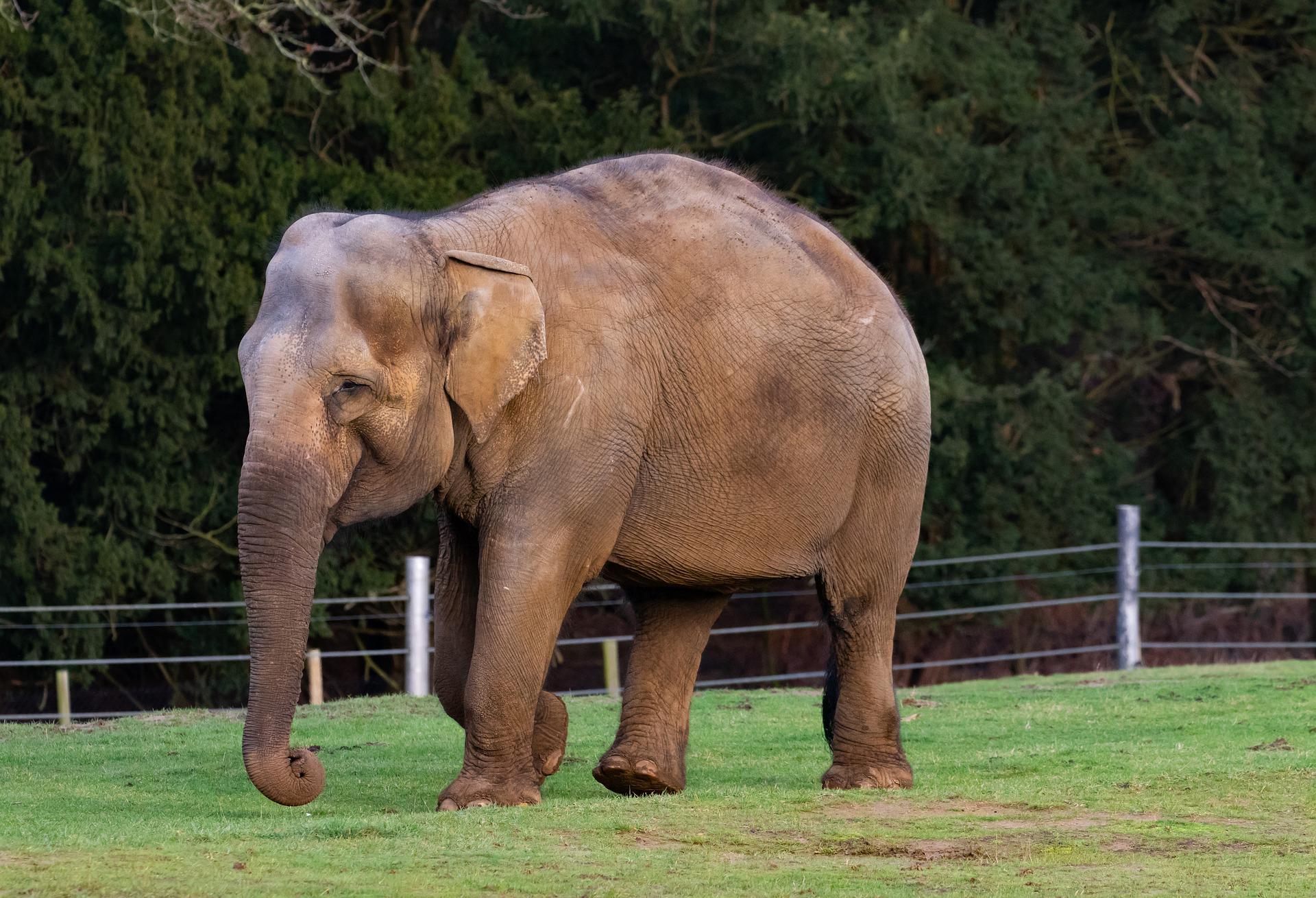 La imagen muestra un elefante indio.