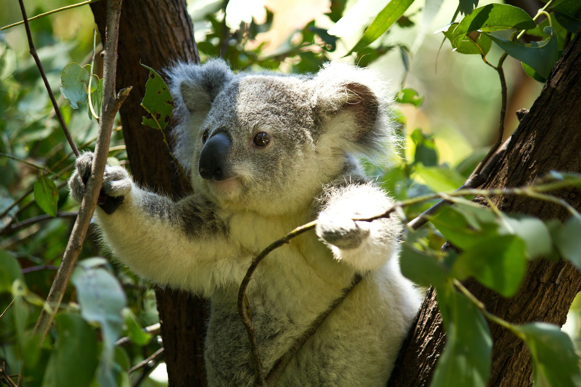 La imagen muestr un koala.