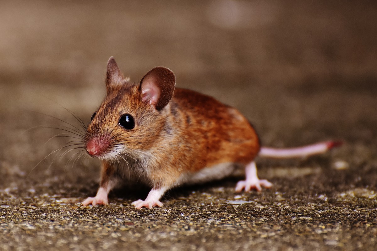 La imagen muestra una ratón.