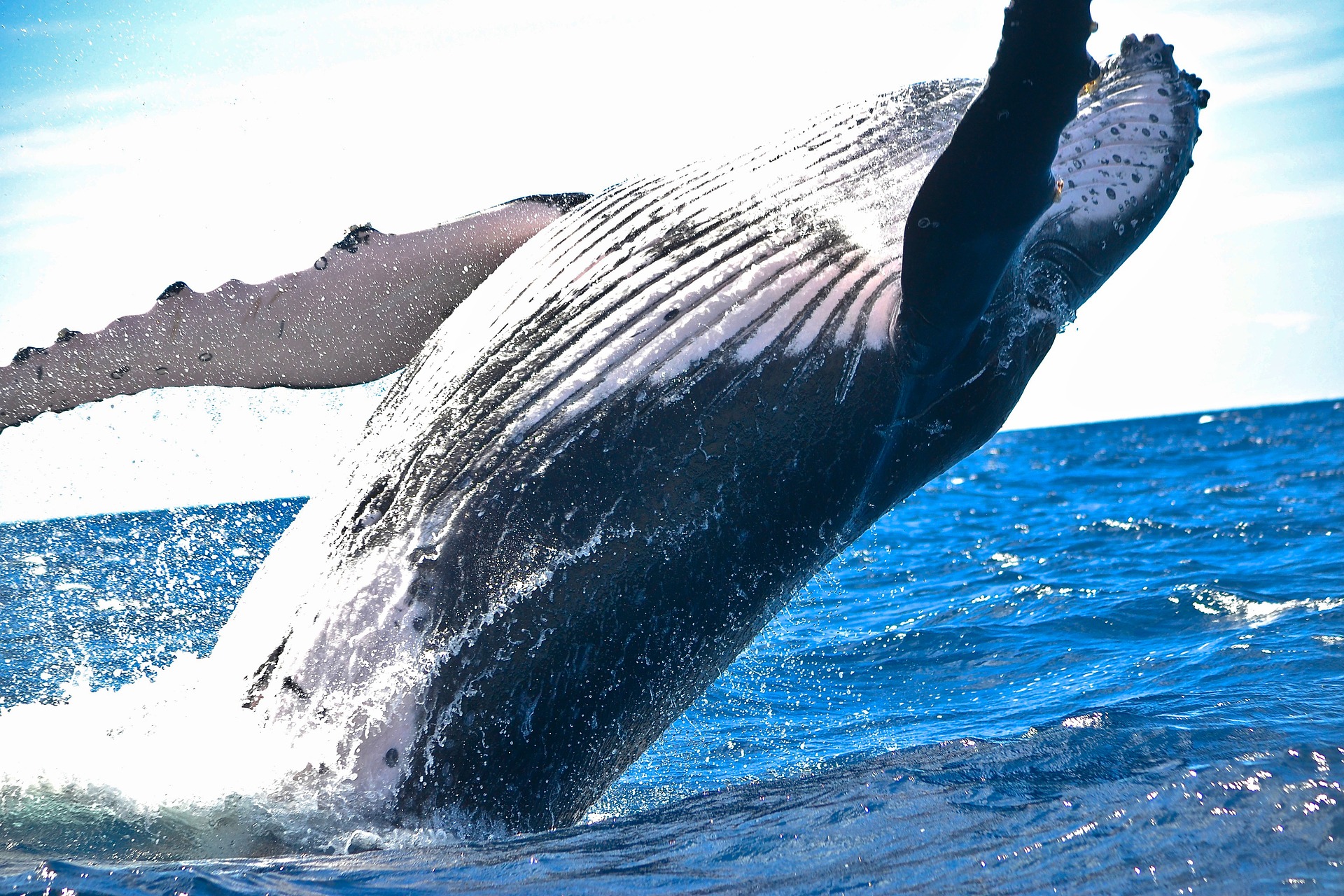 La imagen muestra una ballena.