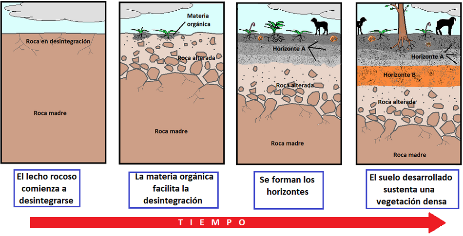 Etapas formación suelo