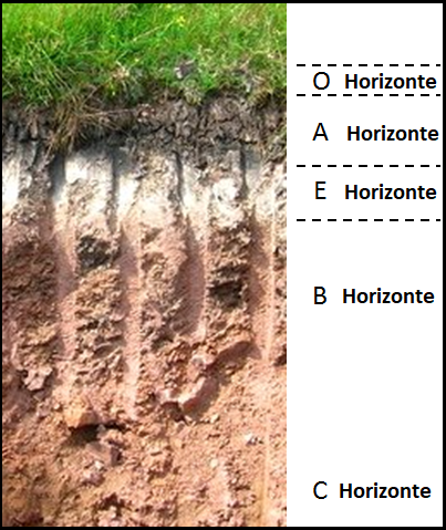 2. Los Horizontes Y La Evolución De Los Suelos | GL2 - U6.T2: Geología ...