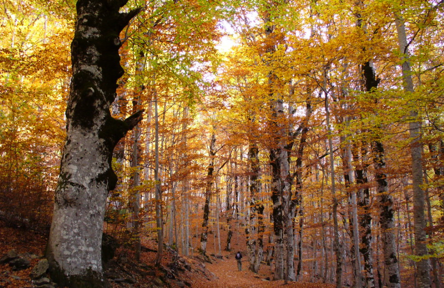 Bosque hoja caduca