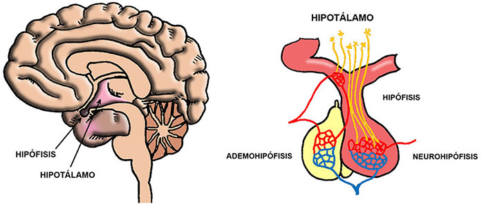 diagrama del hipotálamo