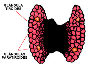 Paratiroides Paratiroides