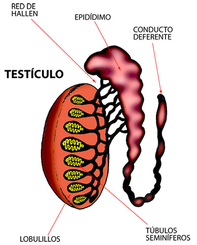 Testículos