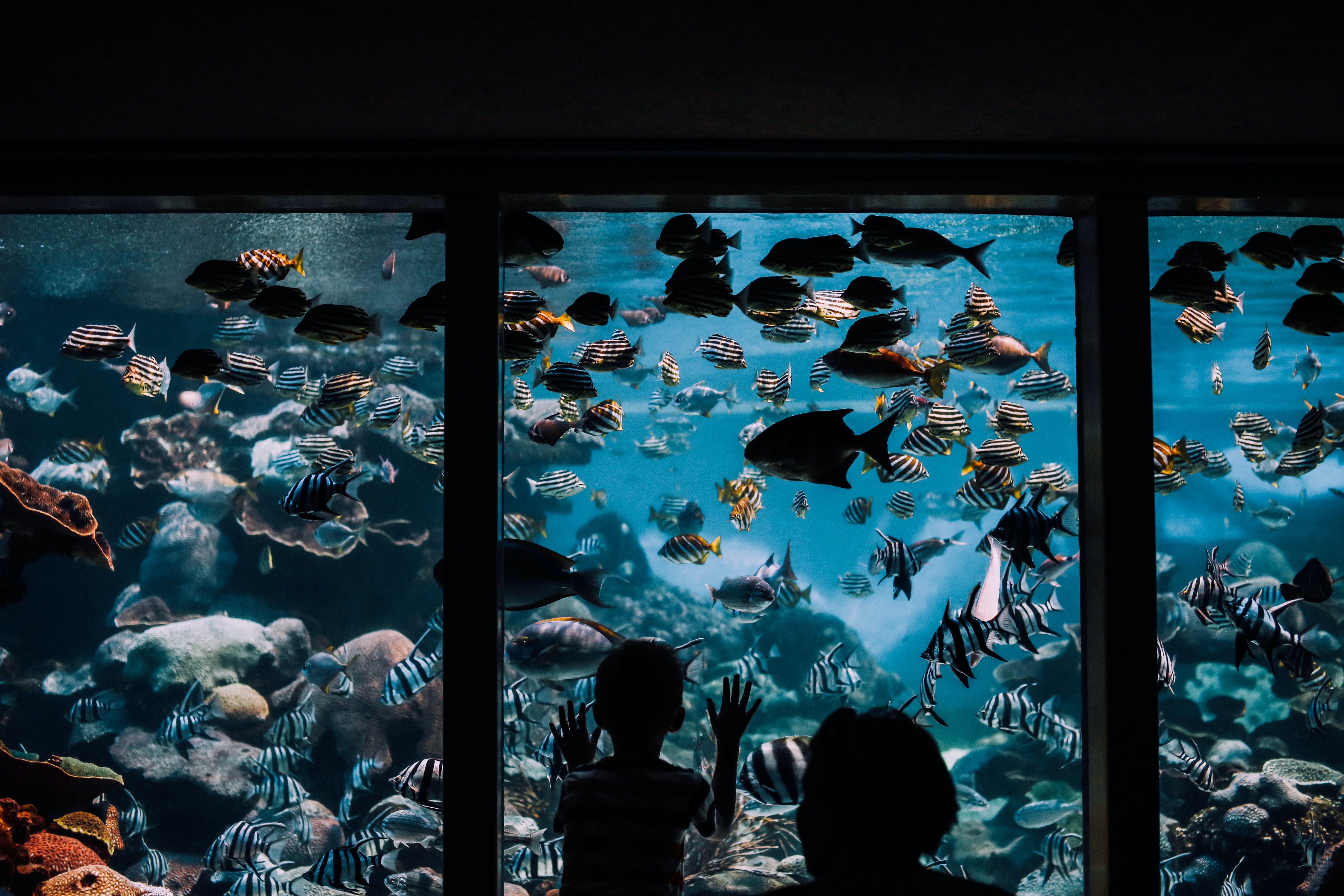 Niño observando muchos peces a través de un cristal en un acuario.