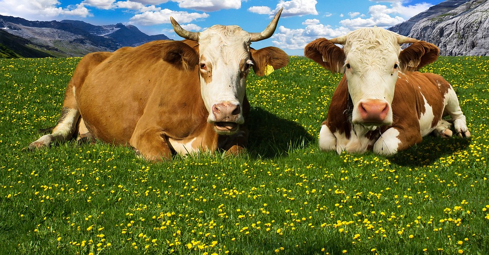 vacas