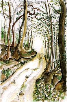 Bosque