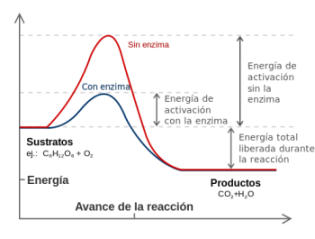 2.1. Concepto de biocatálisis