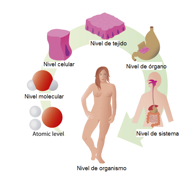 niveles organziacion