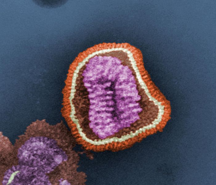 Esta micrografía electrónica de transmisión (TEM) con tinción negativa (pseudocoloreada) (falso color) muestra los detalles ultraestructurales de una partícula del virus de la influenza, o "virión". Miembro de la familia taxonómica Orthomyxoviridae, el virus de la influenza es un organismo de ARN monocatenario.