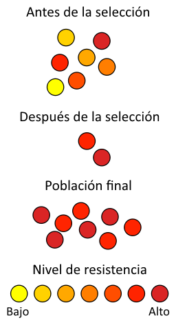 Representación esquemática de cómo la resistencia antibiótica se origina a través de selección natural. La sección superior representa una población de bacterias antes de su exposición a un antibiótico. La sección intermedia muestra la población justo después de la exposición, la fase en la que tiene lugar la selección. La sección inferior muestra la distribución de la resistencia en la nueva generación de bacterias. Los colores indican el nivel de resistencia de cada bacteria.