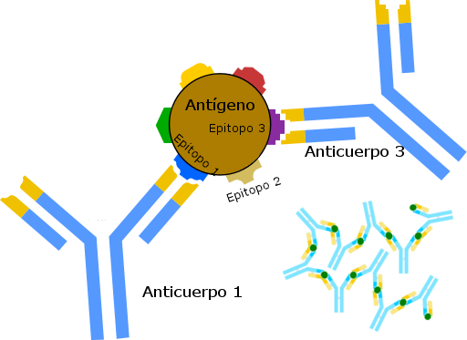 Interacción antígeno anticuerpo. Formación del complejo antígeno-anticuerpo
