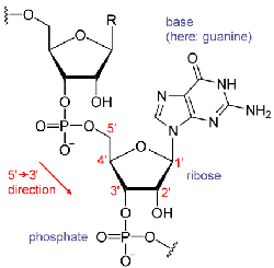 . ARN: tipos, estructura y función | BI2 - Tema : La base molecular y  fisicoquímica de la vida: Las proteínas y los ácidos nucleicos