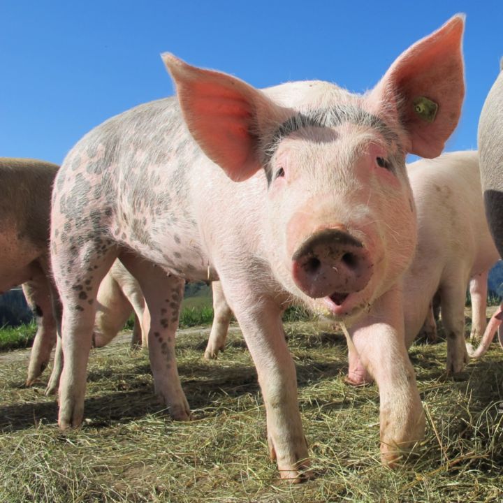 Foto de un cerdo.