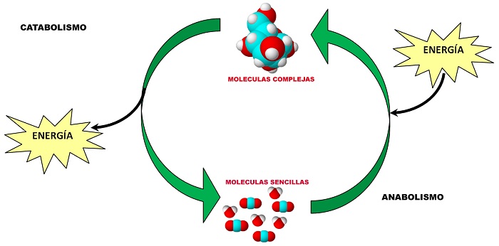 Metabolismo