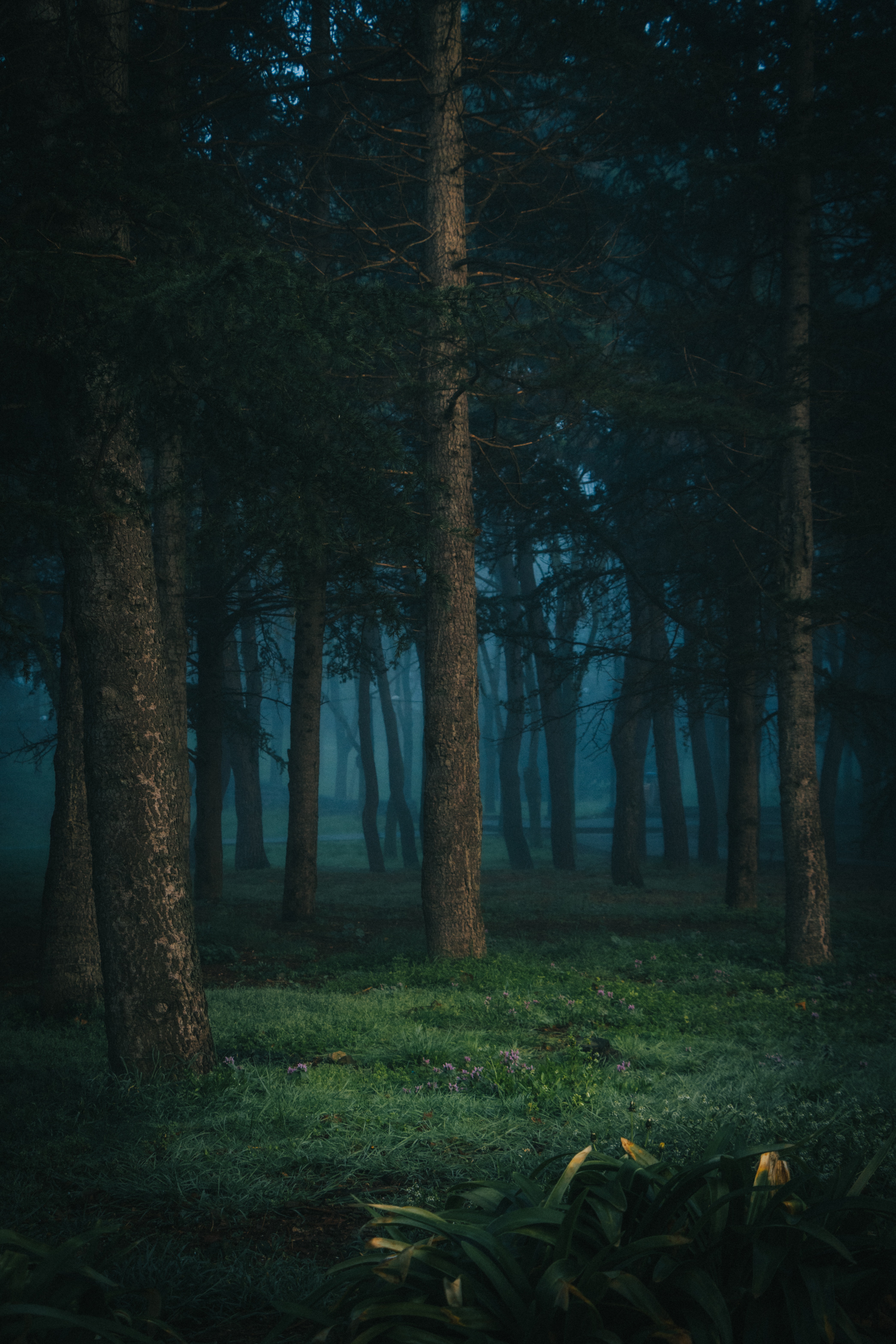 Foto de un bosque d noche