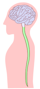 snc
