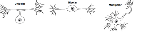 1.3. Células nerviosas | AA1 - Tema 4.1: Sistemas de coordinación y  regulación: El sistema nervioso