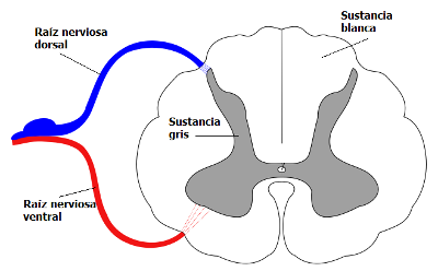 corte transversal de la médula