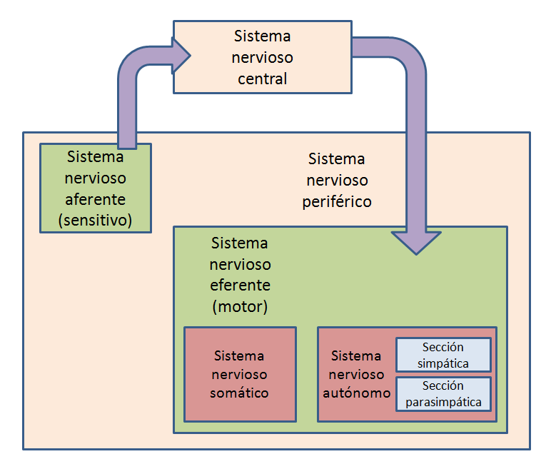 diagrama del sistema nervioso periférico