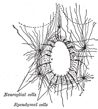 cálulas gliales
