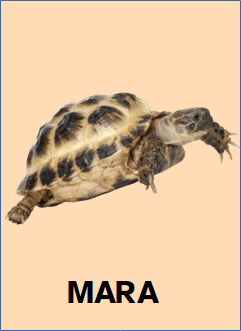 Mascota Mara
