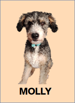 Mascota Molly