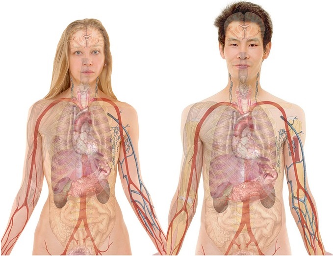 Anatomía humana