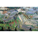 Minifundios campos cerrados en China