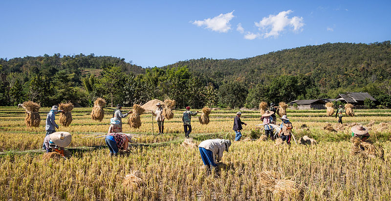 Cultivando arroz en China