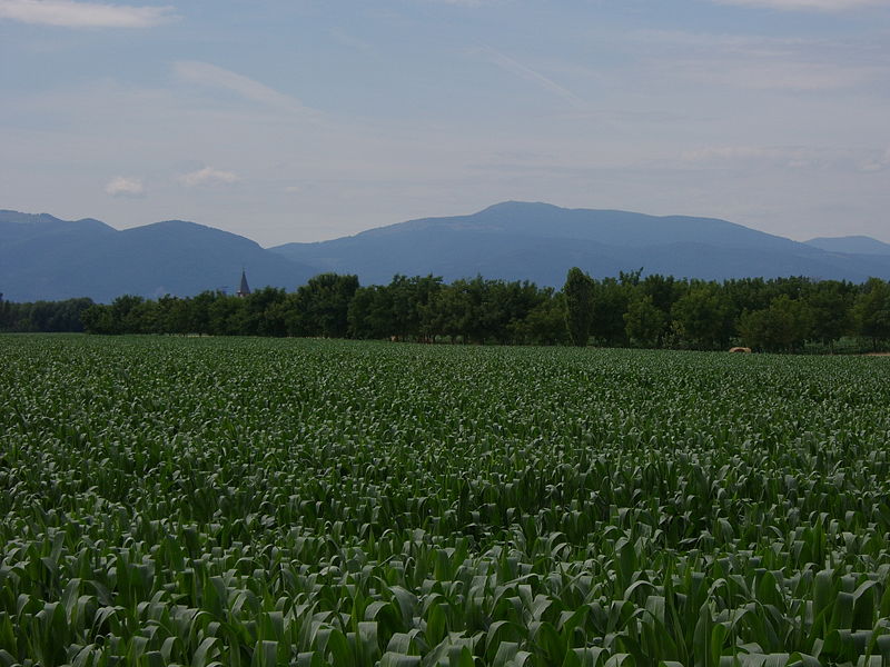 Campo de maíz