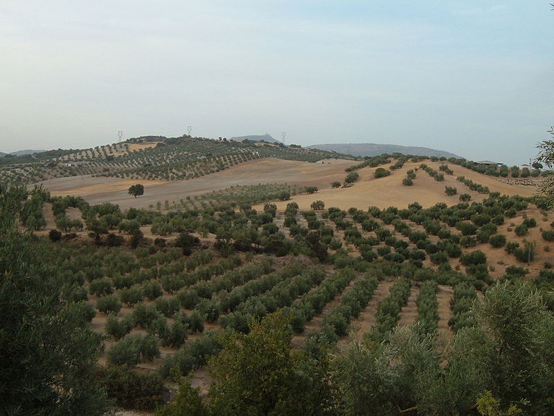Un terreno dedicado al cultivo de olivos es un buen ejemplo de paisaje agrario