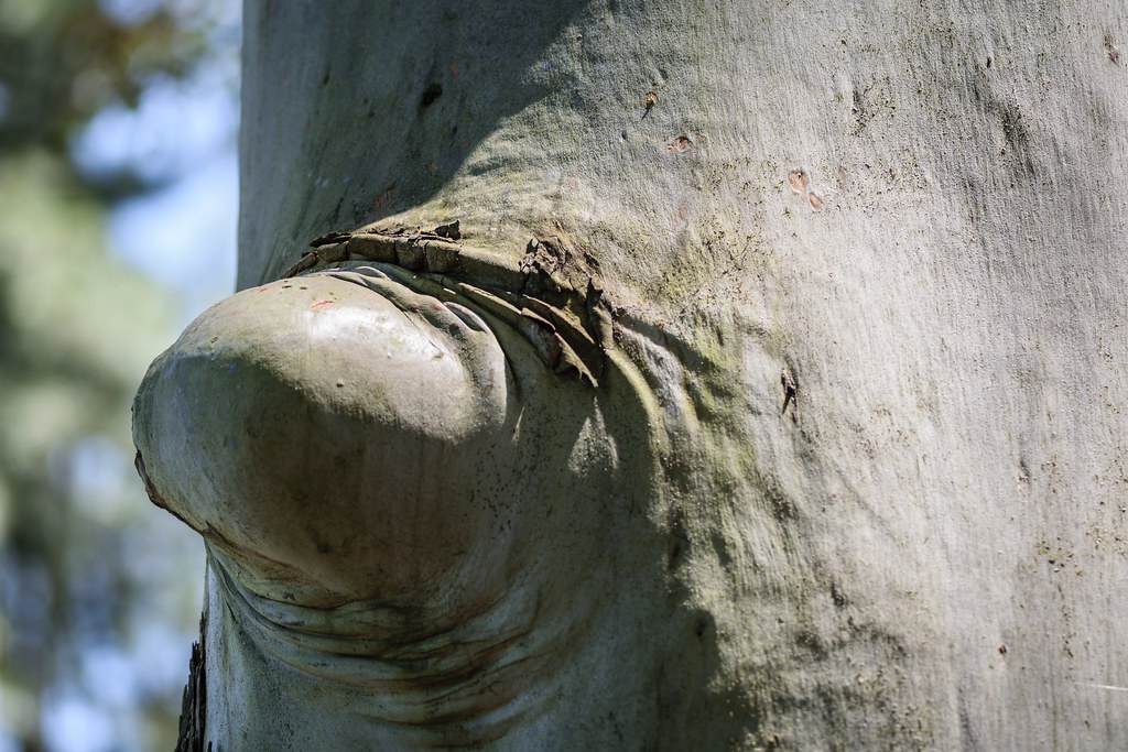 Esta imagen muestra un saliente en un árbol