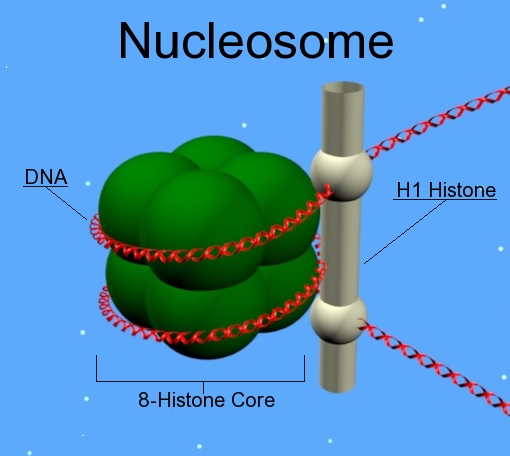 Nucleosoma