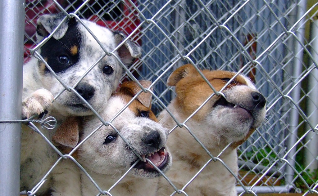 La imagen muestra tres cachorros detrás de una alambrada.