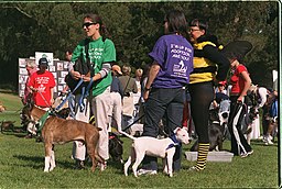 La imagen muestra a varios participantes con sus mascotas en un acto solidario.
