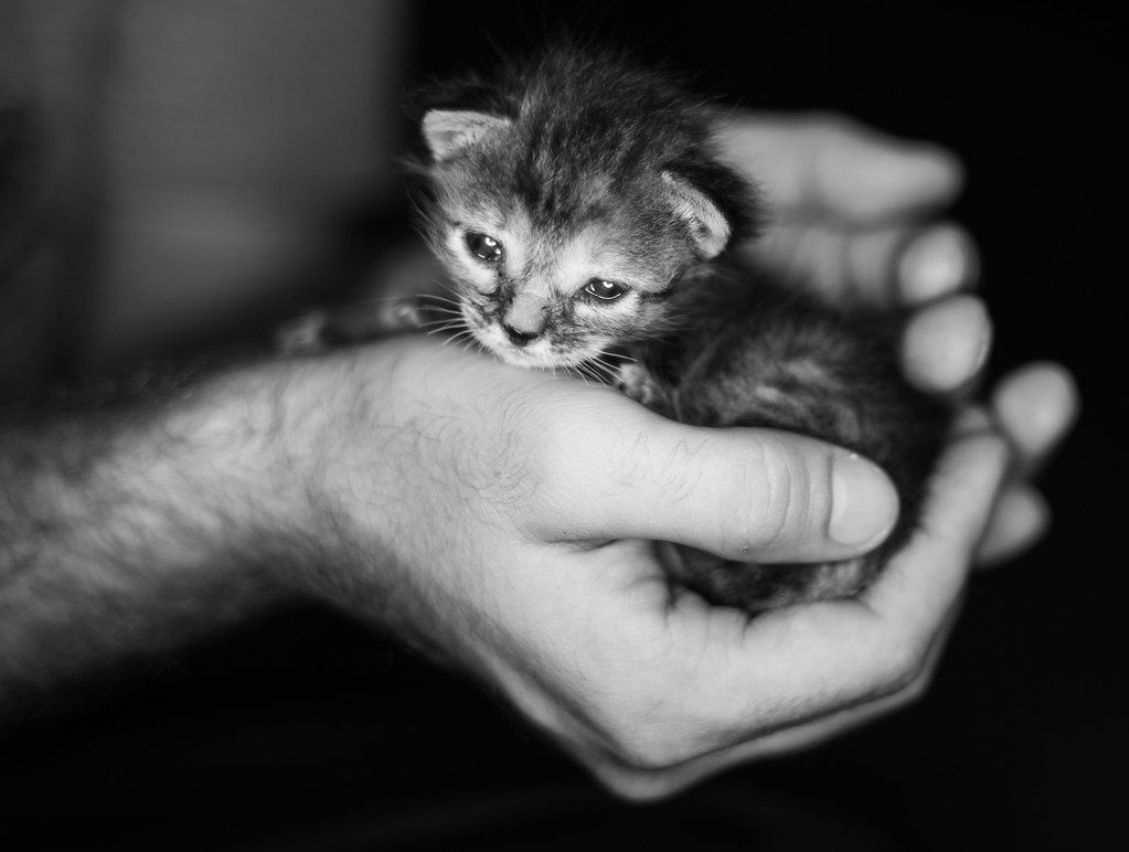 La imagen muestra un gatito sostenido entre las manos.