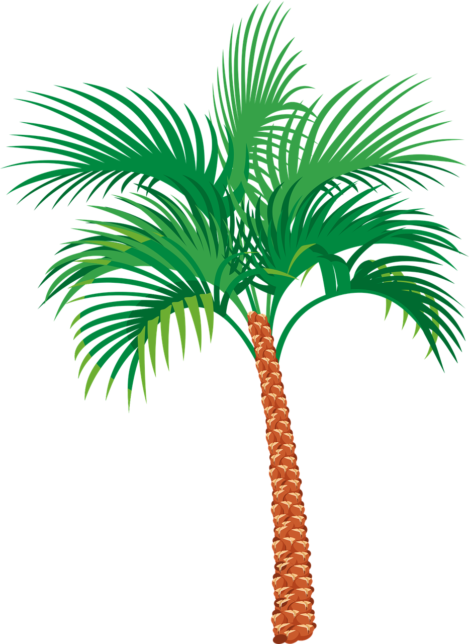 La imagen muestra una palmera.
