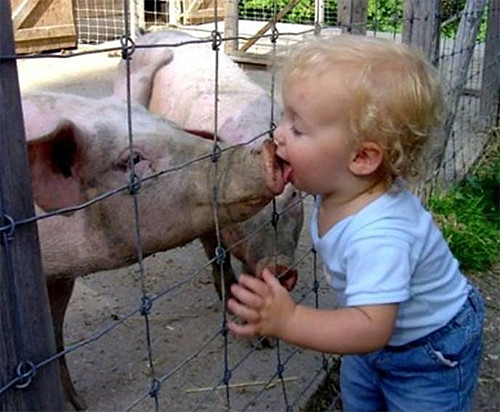 Un niño pequeño besa a un cerdo a través de una valla.