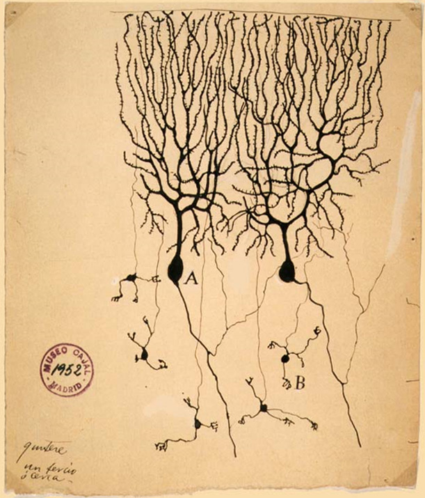 Dibujo de Ramón y Cajal