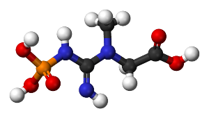 Molécula de fosfocreatina